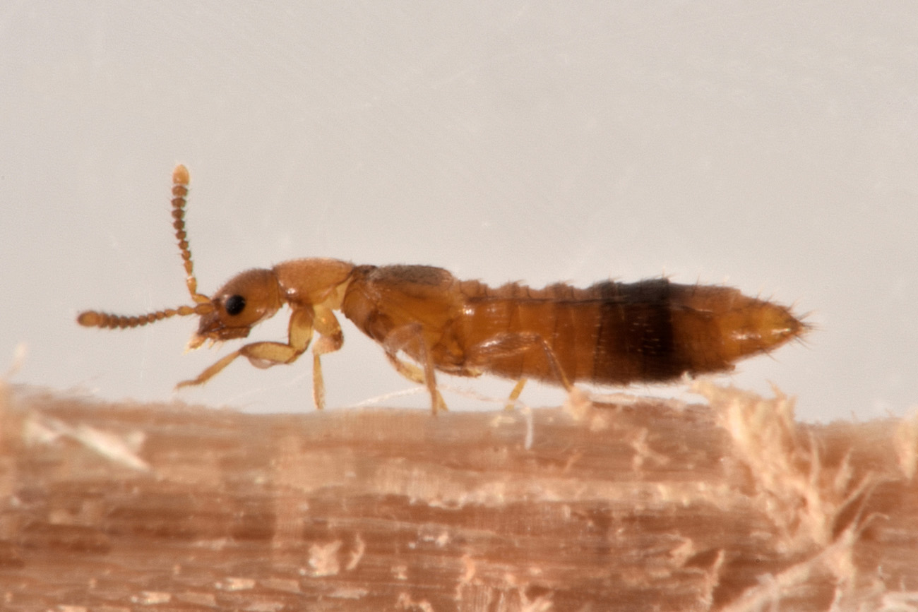 Staphylinidae:  Geostiba sp?